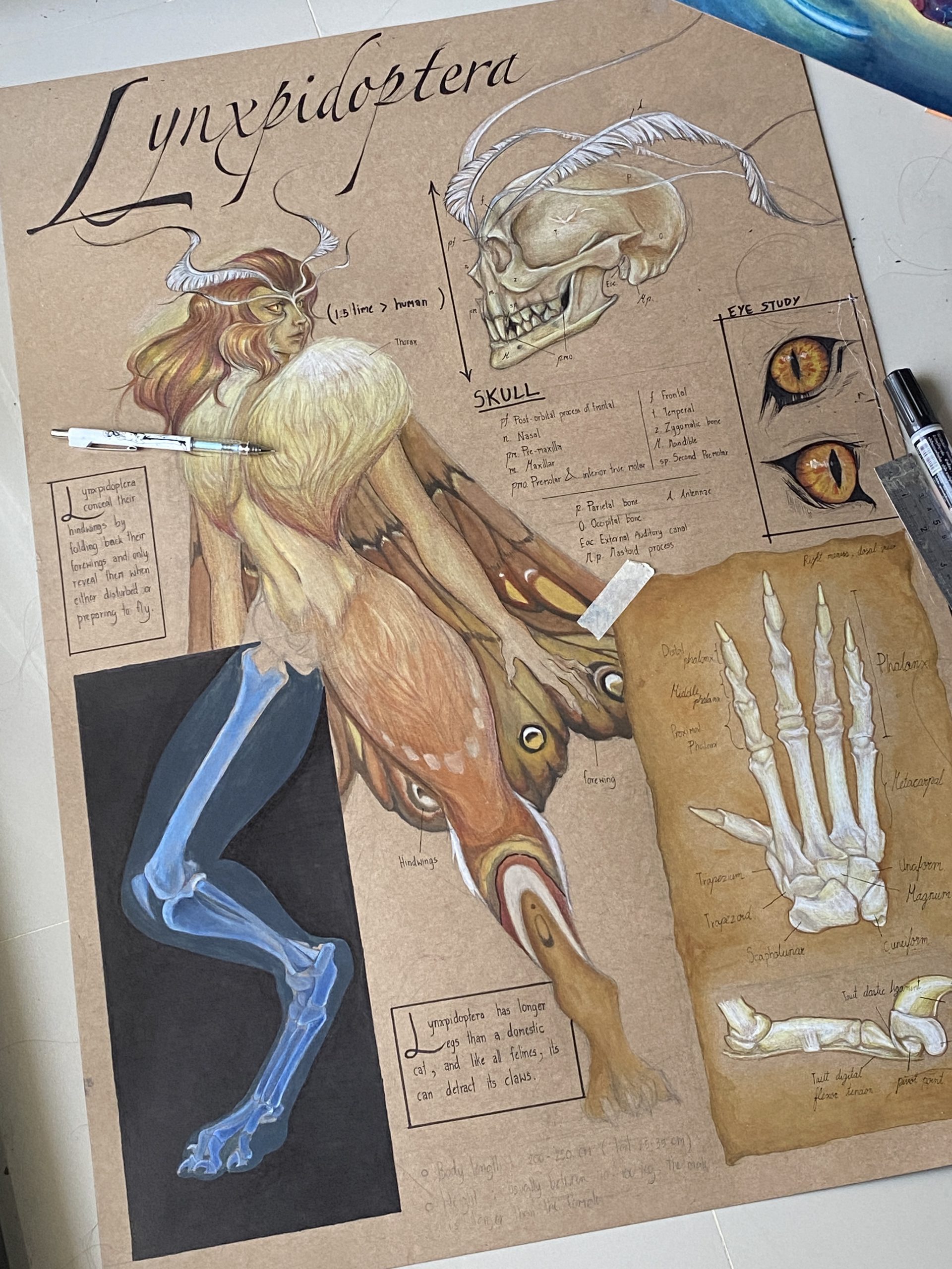 Mythical creature anatomy